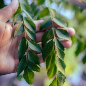 Fresh curry leaves on the branch